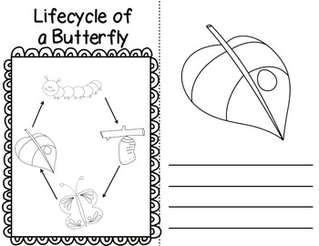 The Lifecycle of a Butterfly by Creative to the Core | TPT