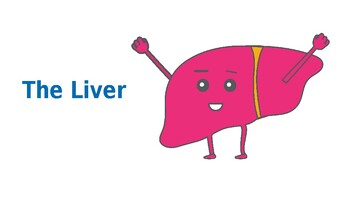 Preview of The Liver: Editable High school biology lesson with drawings,questions & answers