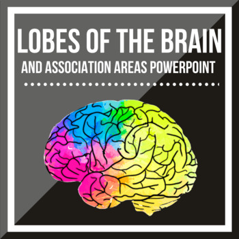 Preview of The Lobes of the Brain and Association Areas PowerPoint Presentation