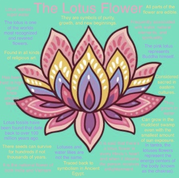 Preview of The Lotus  Flower Information