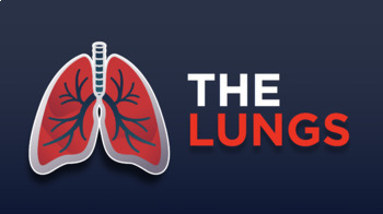 Preview of The Lungs | Interactive diagram