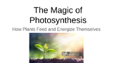 The Magic of Photosynthesis