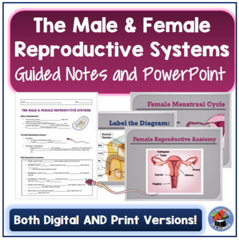 Preview of Male & Female Reproductive System Guided Notes and PowerPoint