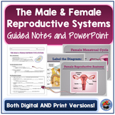 Male & Female Reproductive System Guided Notes and PowerPoint