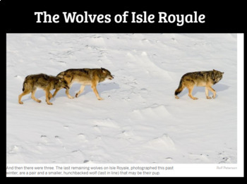 The Moose and Wolves of Isle Royale Lab Slideshow by Sarah R TpT
