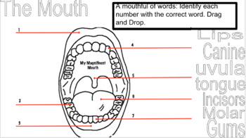 Preview of The Mouth- Drag and Drop the names to the different structures