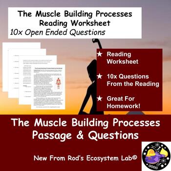 Preview of The Muscle Building Processes Reading Worksheet **Editable**