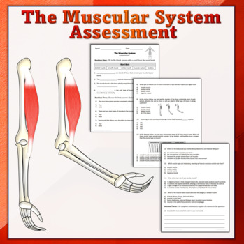 Preview of The Muscular System Assessment: Quiz and Vocabulary Review Page