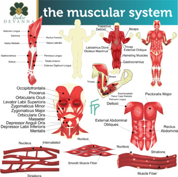 Preview of The Muscular System Clip Art