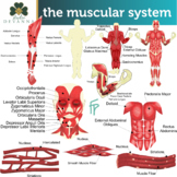 The Muscular System Clip Art