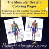 The Muscular System - Coloring Pages