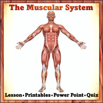 Preview of The Muscular System: Complete Lesson, Power Point, Printables and Quiz
