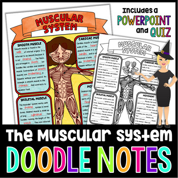 Preview of The Muscular System Doodle Notes | Science Doodle Notes