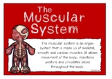 The Muscular System Information Poster Set | All About Muscles