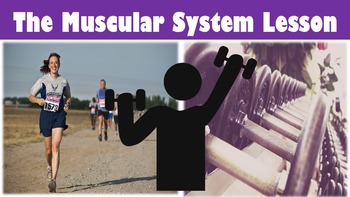 Preview of The Muscular System No Prep Lesson with Power Point, Worksheet, and Word Search