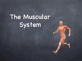 The Muscular System Powerpoint Presentation Lesson