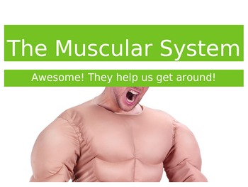 Preview of The Muscular System Lesson - Powerpoint or Flipped Classroom Base