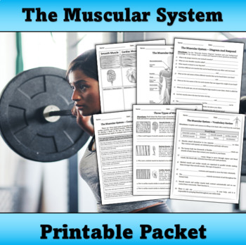 Preview of The Muscular System - Printable Packet