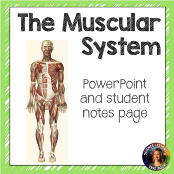 Preview of The Muscular System