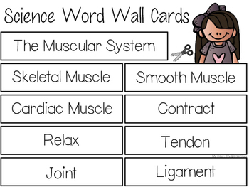 Preview of The Muscular System {WORD WALL}