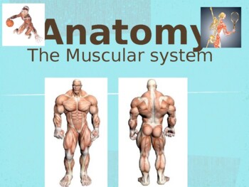 Preview of The Muscular System for Teens: Powerpoint and Interactive Notes Section