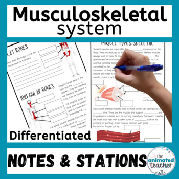 Preview of The Musculoskeletal System Worksheets, Diagram Labelling and Stations