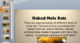 The Naked Mole Rat Letters by Mary Amato - Great Resources!