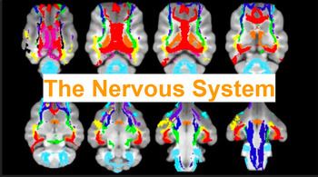Preview of The Nervous System