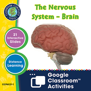 Preview of The Nervous System – Brain - Google Slides Gr. 5-8