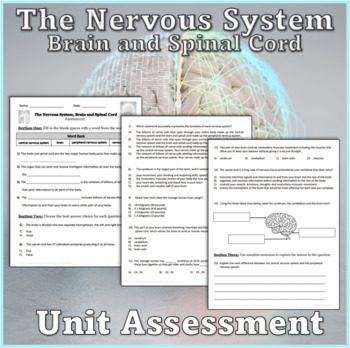 Preview of The Nervous System, Brain and Spinal Cord Assessment (Plus Easel Assessment)