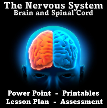 Preview of The Nervous System, Brain and Spinal Cord Complete Lesson, PPT and Printables