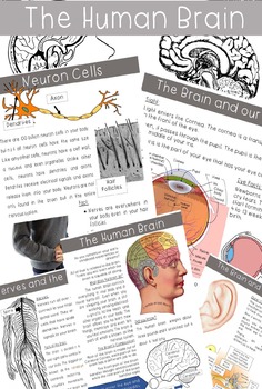 Preview of The Nervous System Complete Unit