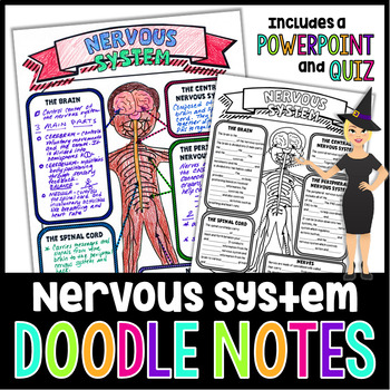 Preview of The Nervous System Doodle Notes | Science Doodle Notes