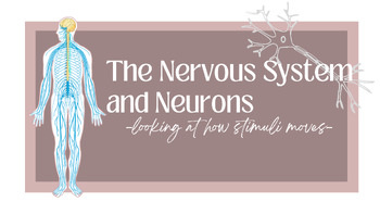 Preview of The Nervous System Guided Notes and Slideshow