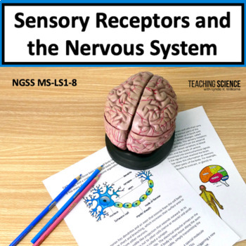 Preview of The Nervous System & Sensory Receptors for Human Systems