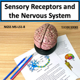 The Nervous System & Sensory Receptors for Human Systems