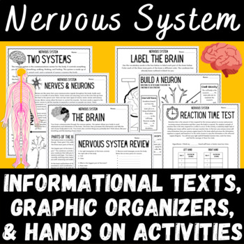 Preview of The Nervous System Informational Text Graphic Organizers Brain Nerves