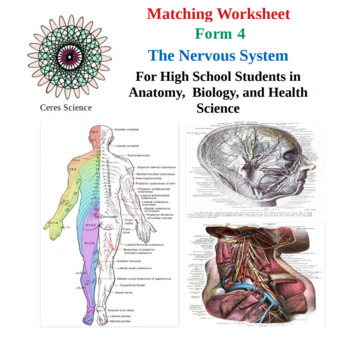 nervous system assignment high school