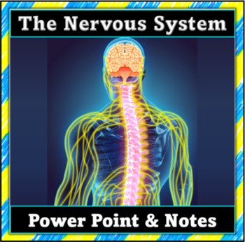 Preview of The Nervous System: Power Point and Note-Taker