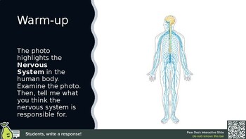 Preview of The Nervous System PowerPoint/Peardeck Slides