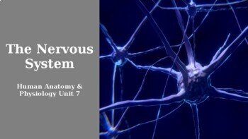 Preview of The Nervous System Powerpoint Presentation