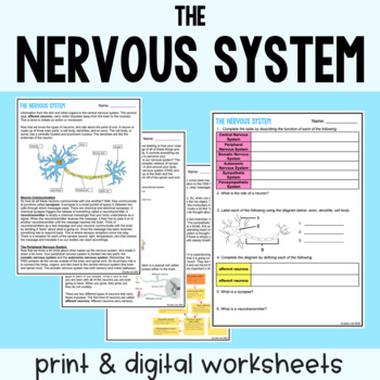 Preview of The Nervous System - Reading Comprehension Worksheets