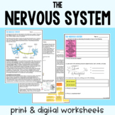 The Nervous System - Reading Comprehension Worksheets