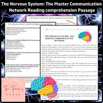 Preview of The Nervous System: The Master Communication Network Reading Comprehension Pa...