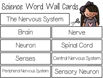Preview of The Nervous System {WORD WALL}