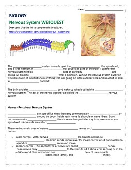 Preview of The Nervous System WebQuest
