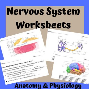 Preview of The Nervous System Worksheets