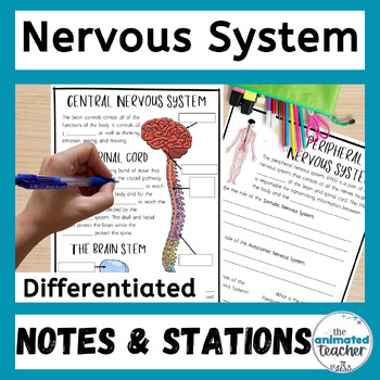 Preview of The Nervous System Worksheets, Diagram Labelling and Stations with answers