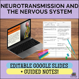 The Nervous System and the Neuron - Psychology Lecture and