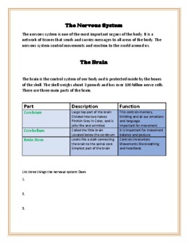 Preview of The Nervous system- Worksheet